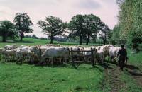 Step Up photo Vache